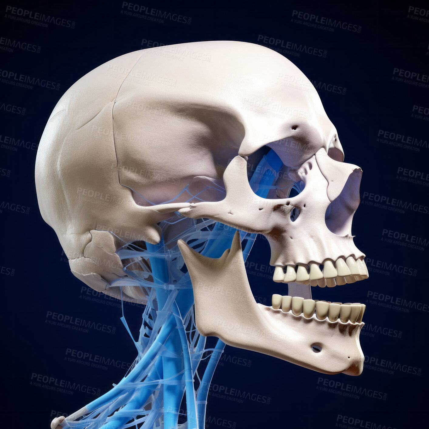 Buy stock photo Human skull with teeth. Educational medical anatomy design illustration.