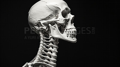 Human skull with teeth. Educational medical anatomy design illustration.