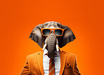 Elephant wearing glasses and suit for office style or business against an orange background