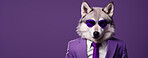 Wolf wearing glasses and suit for office style or business against a purple background