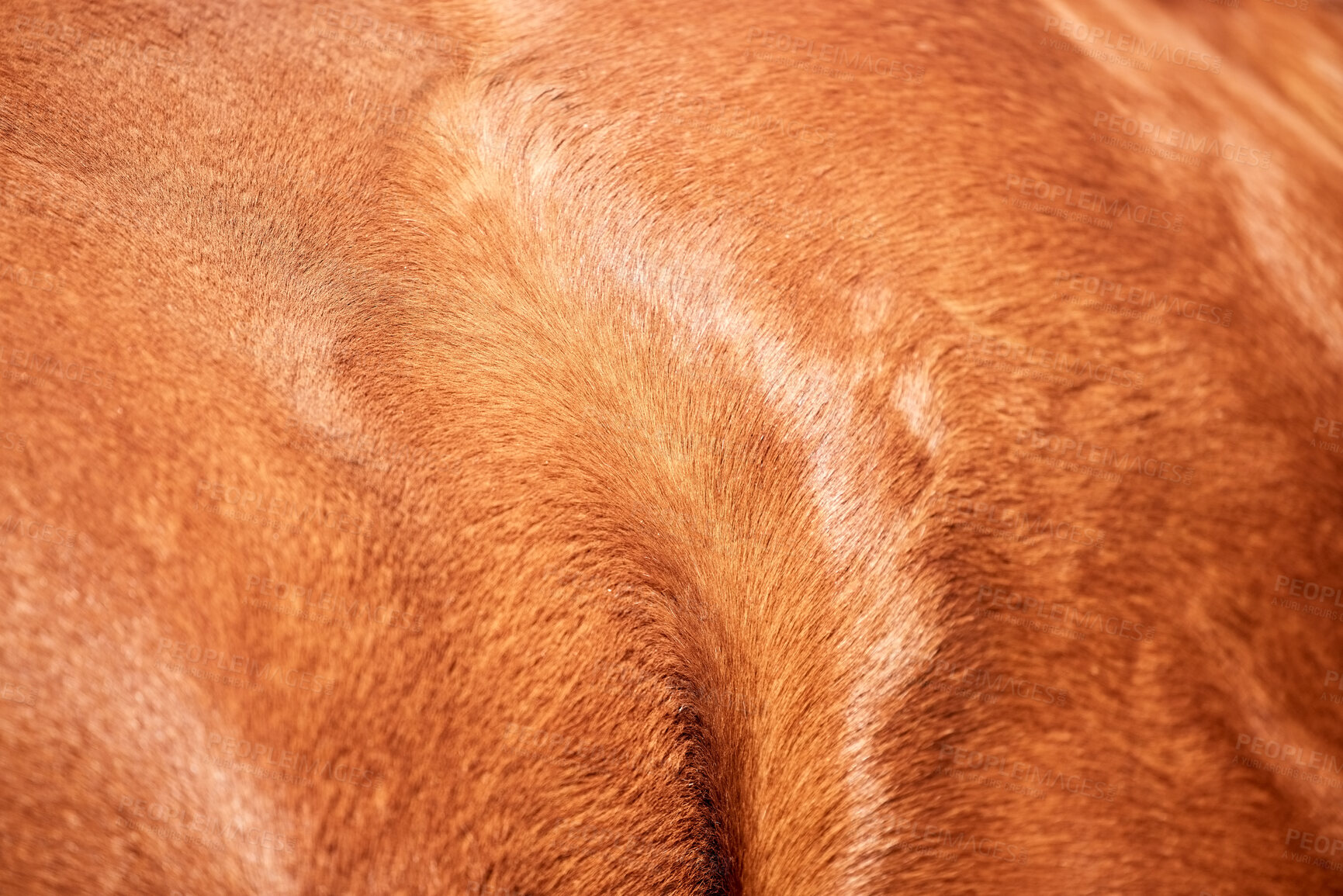 Buy stock photo Brown horse, skin and texture of animal fur in agriculture, sustainable farming or leather textile industry. Closeup, backgrounds or chestnut color hair, coat or pattern detail of equestrian wildlife