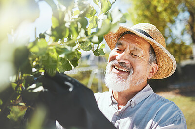 Buy stock photo Man, gardening and check leaves for plants with thinking, growth analysis and smile for agriculture. Senior farmer, trees and happy with inspection for health, quality and development in countryside