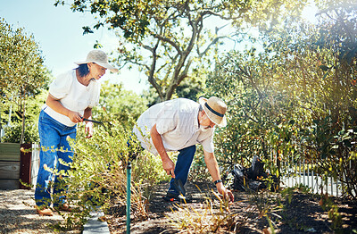 Buy stock photo Couple, together and gardening in backyard with hat for protection from sun in summer. Asian people, man and woman with bond, love or relationship in nature, plants and tools for sustainability