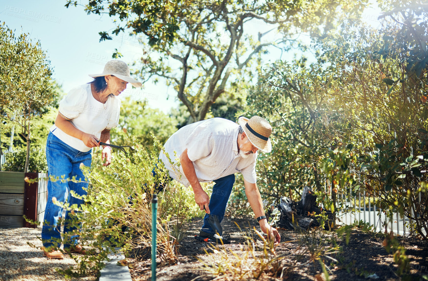 Buy stock photo Couple, together and gardening in backyard with hat for protection from sun in summer. Asian people, man and woman with bond, love or relationship in nature, plants and tools for sustainability