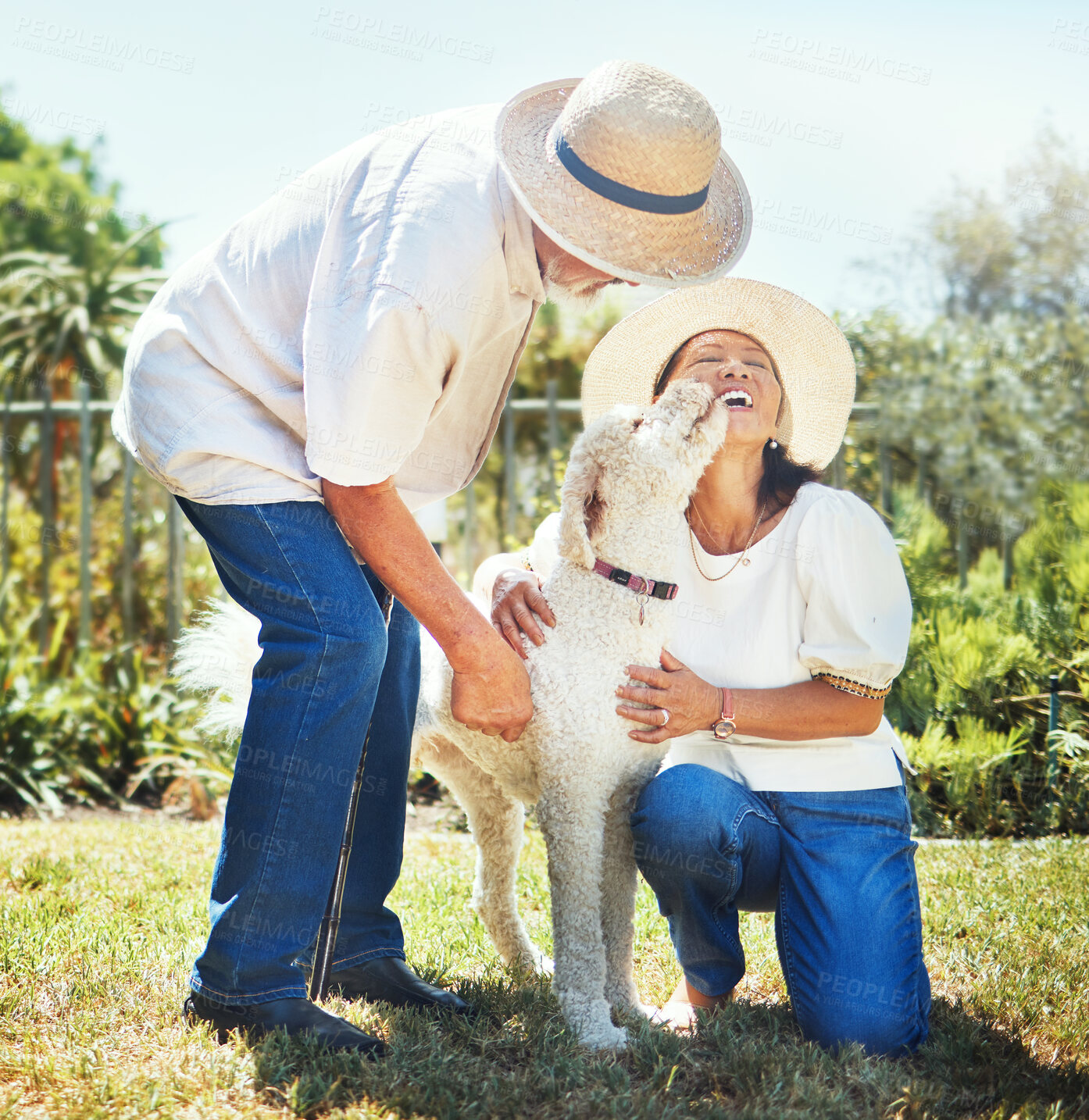 Buy stock photo Happy mature couple, dog and garden in summer with smile, lick face and playing together on lawn. Senior man, woman and animal pet with care, love and bonding in backyard, park and nature in sunshine