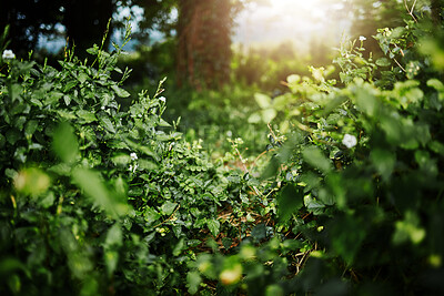 Forest landscape, leaves and ground with trees, sunshine and growth for sustainability, nature and green. Outdoor bush, woods and spring for plants in healthy environment, countryside or rainforest