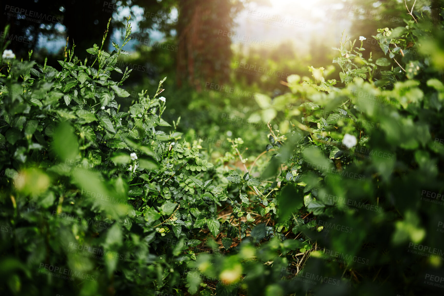 Buy stock photo Forest landscape, leaves and ground with trees, sunshine and growth for sustainability, nature and green. Outdoor bush, woods and spring for plants in healthy environment, countryside or rainforest