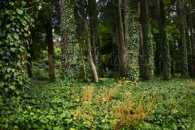 Forest landscape, leaves and outdoor with trees, sunshine or growth for sustainability, nature and green. Bush, woods and leaves in spring for plants in healthy environment, countryside or rainforest