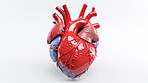 Cardiology health care medical education model. Healthy heart concept.