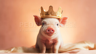 Buy stock photo Piglet in golden crown. Cute pet in studio. Birthday gift idea