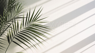 Buy stock photo White wall background with palm tree leaves and blurred shadows and copy space