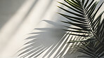 White wall background with palm tree leaves and blurred shadows and copy space