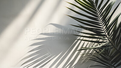 Buy stock photo White wall background with palm tree leaves and blurred shadows and copy space