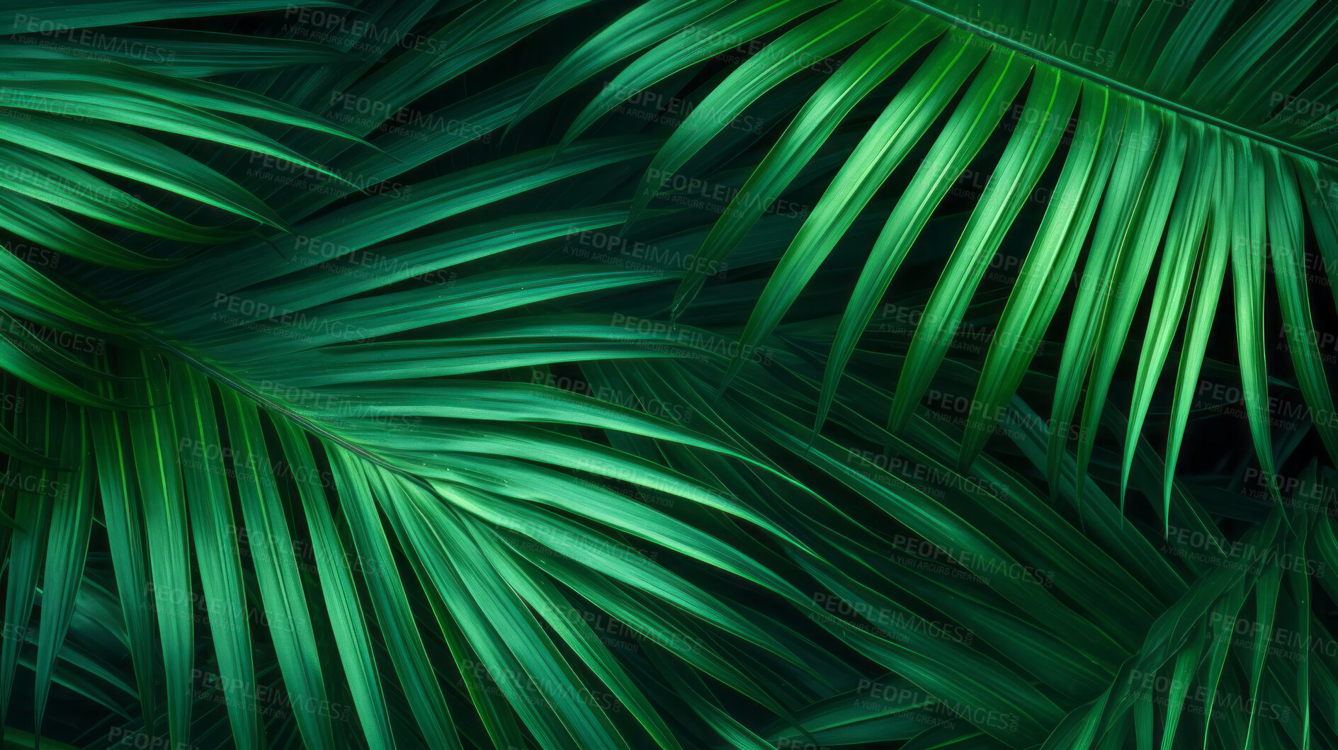 Buy stock photo Green tropical background with Palm leaves or jungle plants for summer and your design