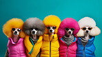 Poodles wearing human clothes. Abstract art background copyspace concept.