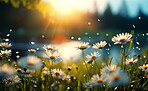 Daisy blooms in a field. Sunset and sunrise over meadow.