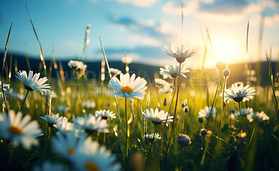 Daisy blooms in a field. Sunset and sunrise over meadow. Green grass and blue sky.