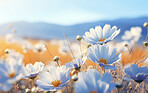 Daisy blooms in a field. Sunset and sunrise over meadow.