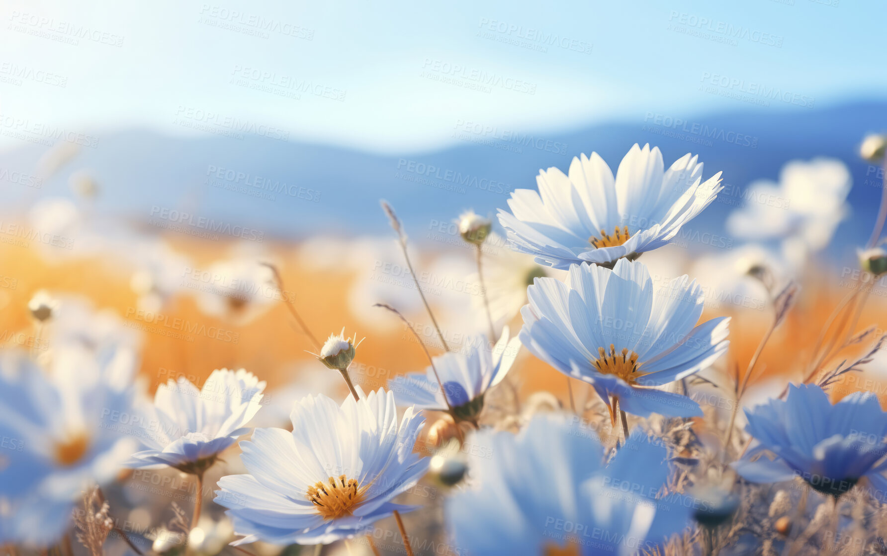 Buy stock photo Daisy blooms in a field. Sunset and sunrise over meadow.