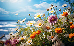 Colourful blooms in a field. Beach and blue sky in background.