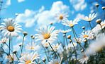 Daisy blooms in a field. Blue sky  with clouds in background.