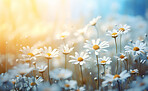 Daisy blooms in a field. Blue sky  with clouds in background. Sun flare effect.