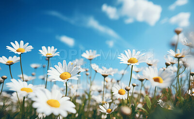 Daisy blooms in a field. Blue sky with clouds in background.