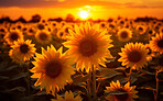 Sunrise over field of blooming sunflowers. Golden hour concept.