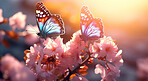 Wild flowers and butterfly in a meadow in nature. Beautiful sunset.