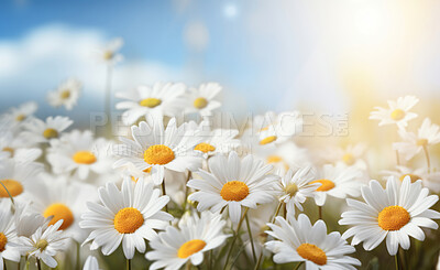 Buy stock photo Daisy blooms in a field. Blue sky  with clouds in background.