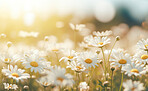 Daisy blooms in a field. Blue sky  with clouds in background.