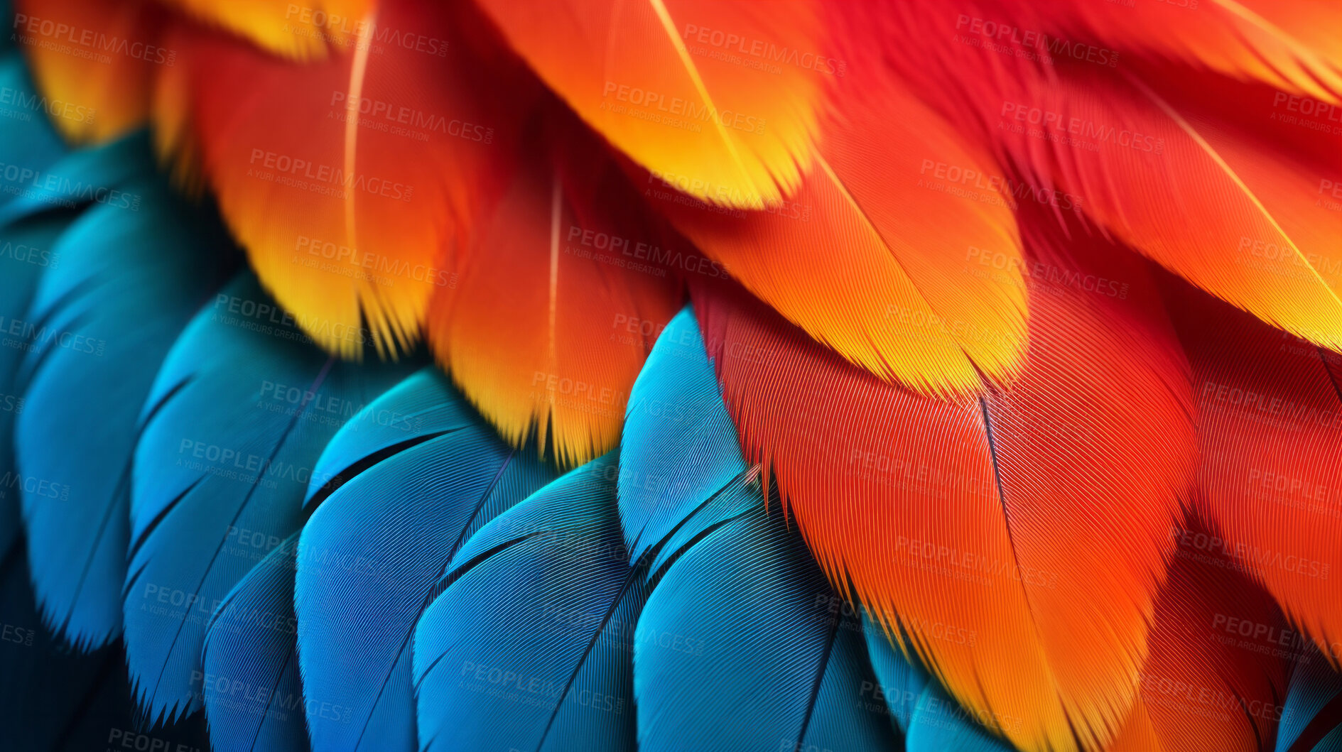 Buy stock photo Closeup Mcaw feathers creative banner. Abstract art texture detail background