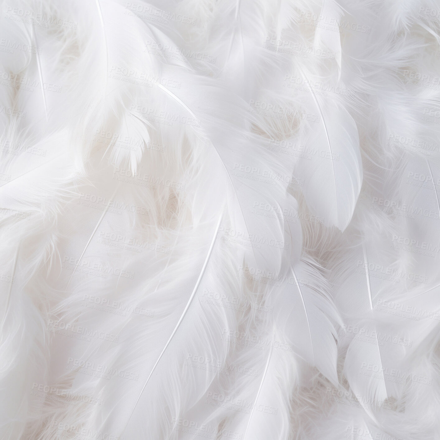 Buy stock photo Closeup white feathers creative banner. Abstract art texture detail background
