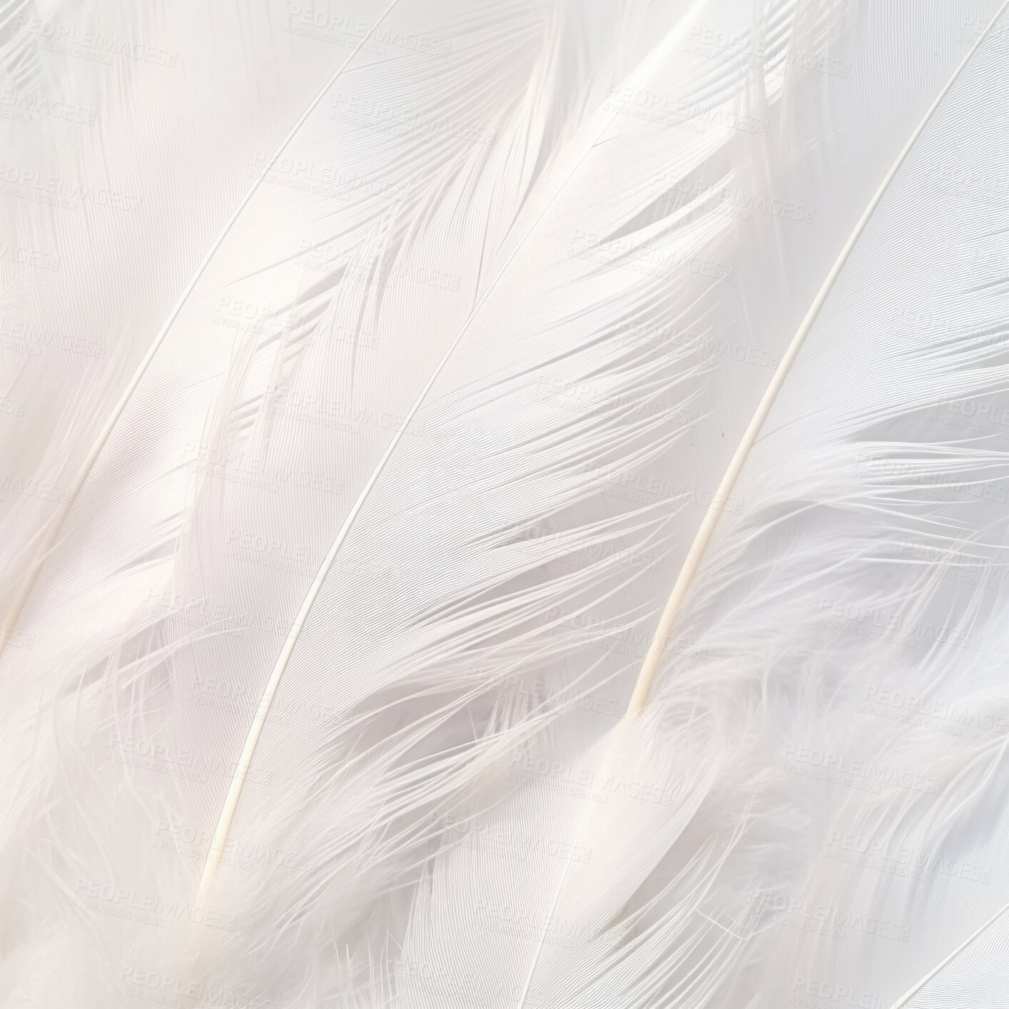 Buy stock photo Closeup white feathers creative banner. Abstract art texture detail background