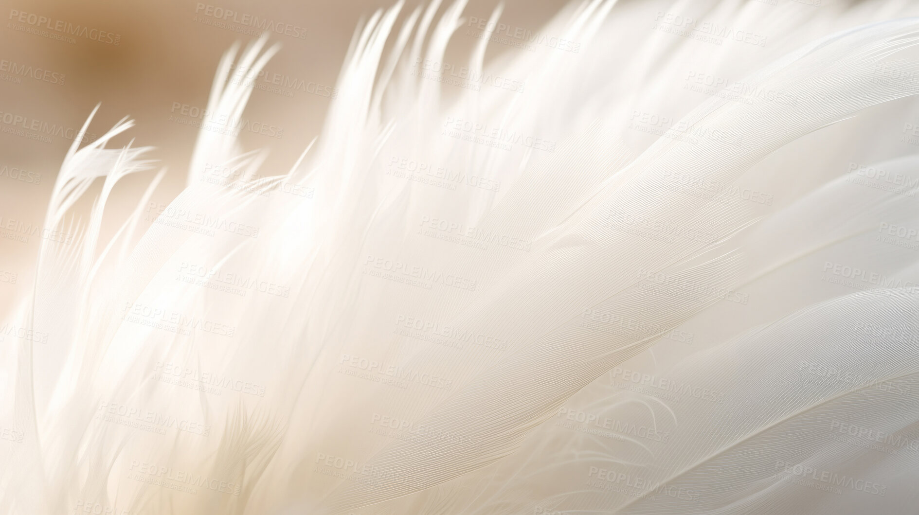 Buy stock photo Closeup white feathers creative banner. Abstract art texture detail background