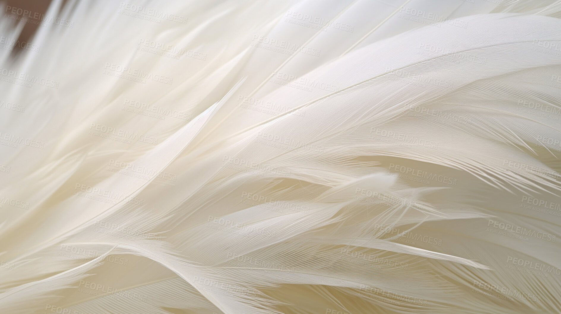 Buy stock photo Closeup white feathers creative banner. Abstract art texture detail background