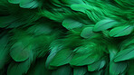 Closeup green feathers creative banner. Abstract art texture detail background