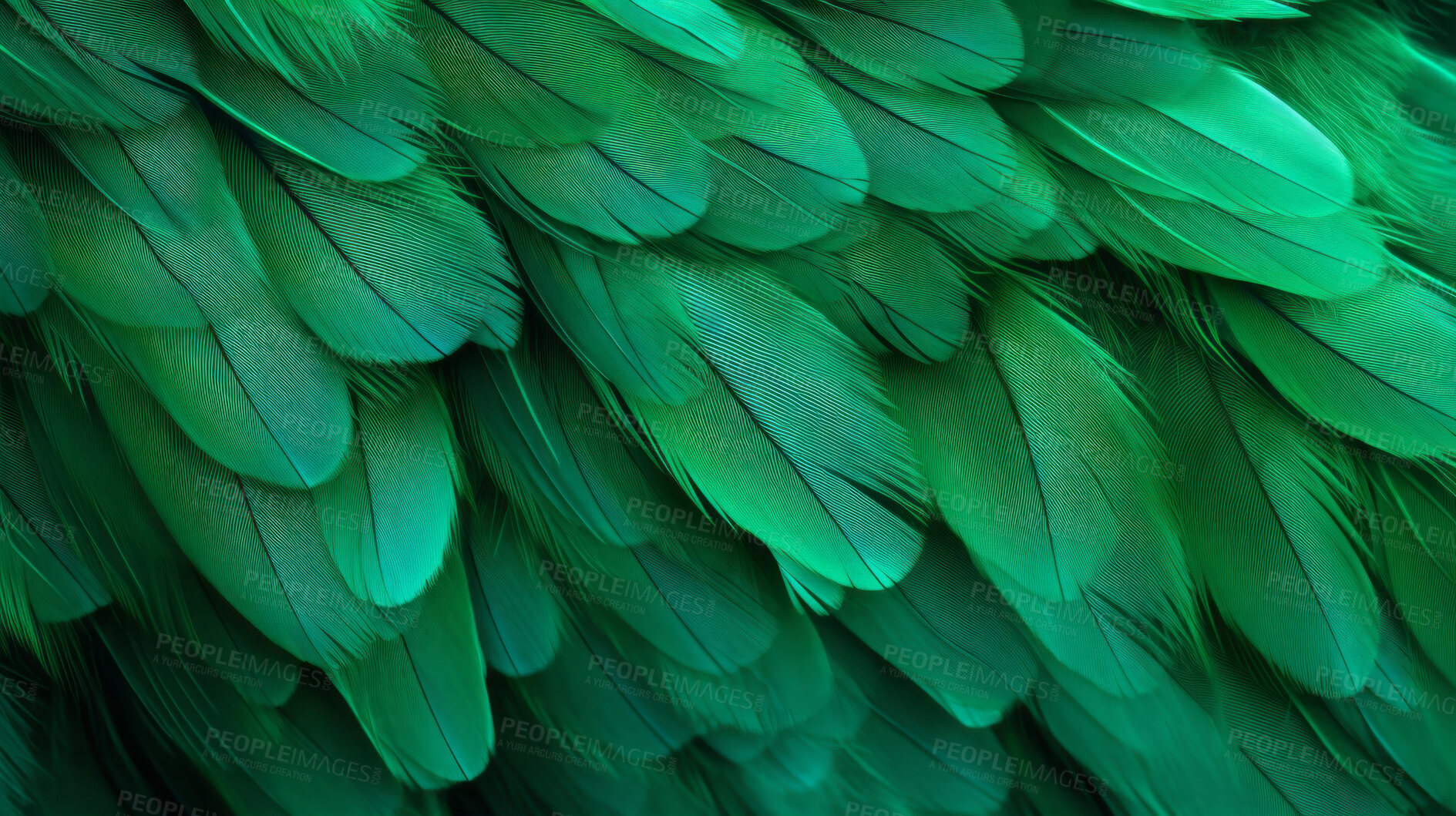 Buy stock photo Closeup green feathers creative banner. Abstract art texture detail background