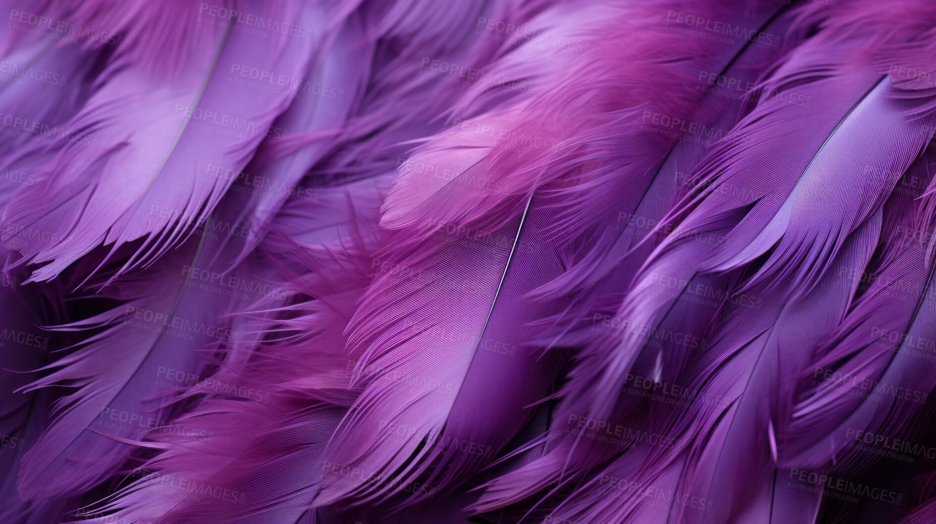 Buy stock photo Closeup purple feathers creative banner. Abstract art texture detail background
