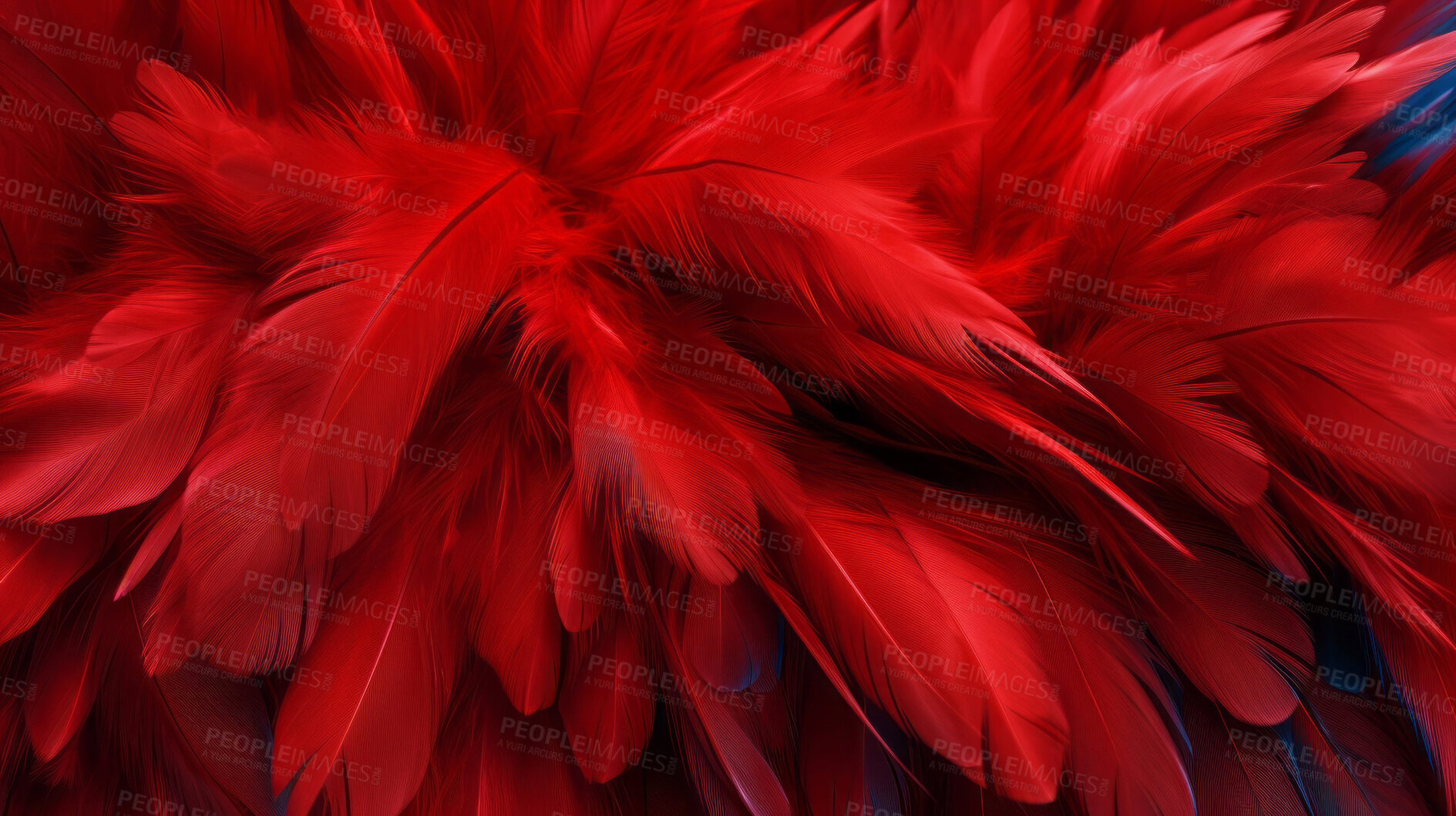 Buy stock photo Closeup red feathers creative banner. Abstract art texture detail background