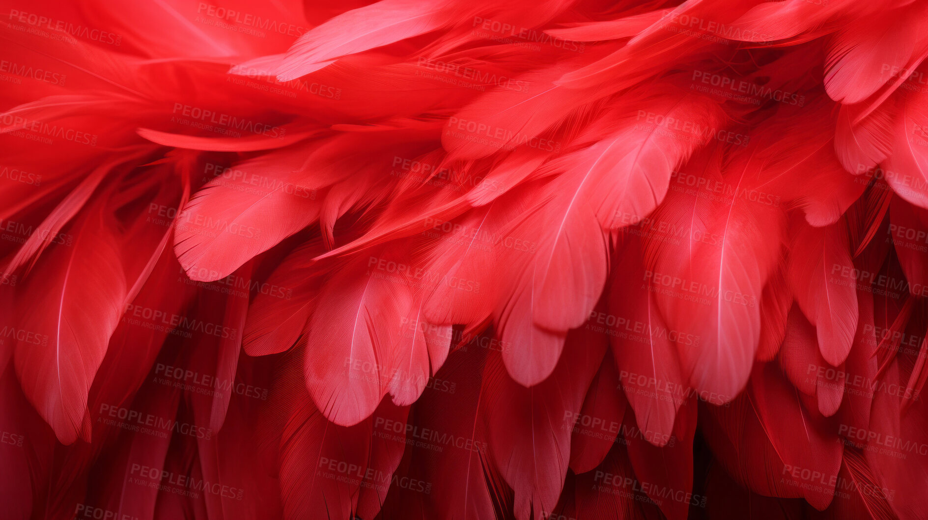 Buy stock photo Closeup red feathers creative banner. Abstract art texture detail background