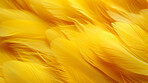 Closeup yellow feathers creative banner. Abstract art texture detail background