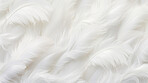 Closeup white feathers creative banner. Abstract art texture detail background