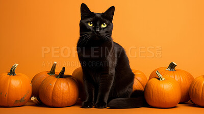 Creepy black cat and pumpkins, for halloween celebration against orange wall