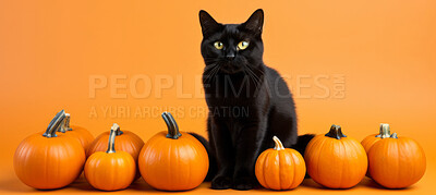Buy stock photo Creepy black cat and pumpkins, for halloween celebration against orange wall