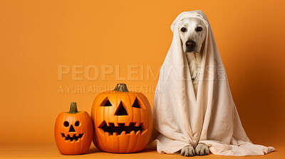 Dog wearing a ghost costume, carved pumpkins for halloween celebration against orange wall