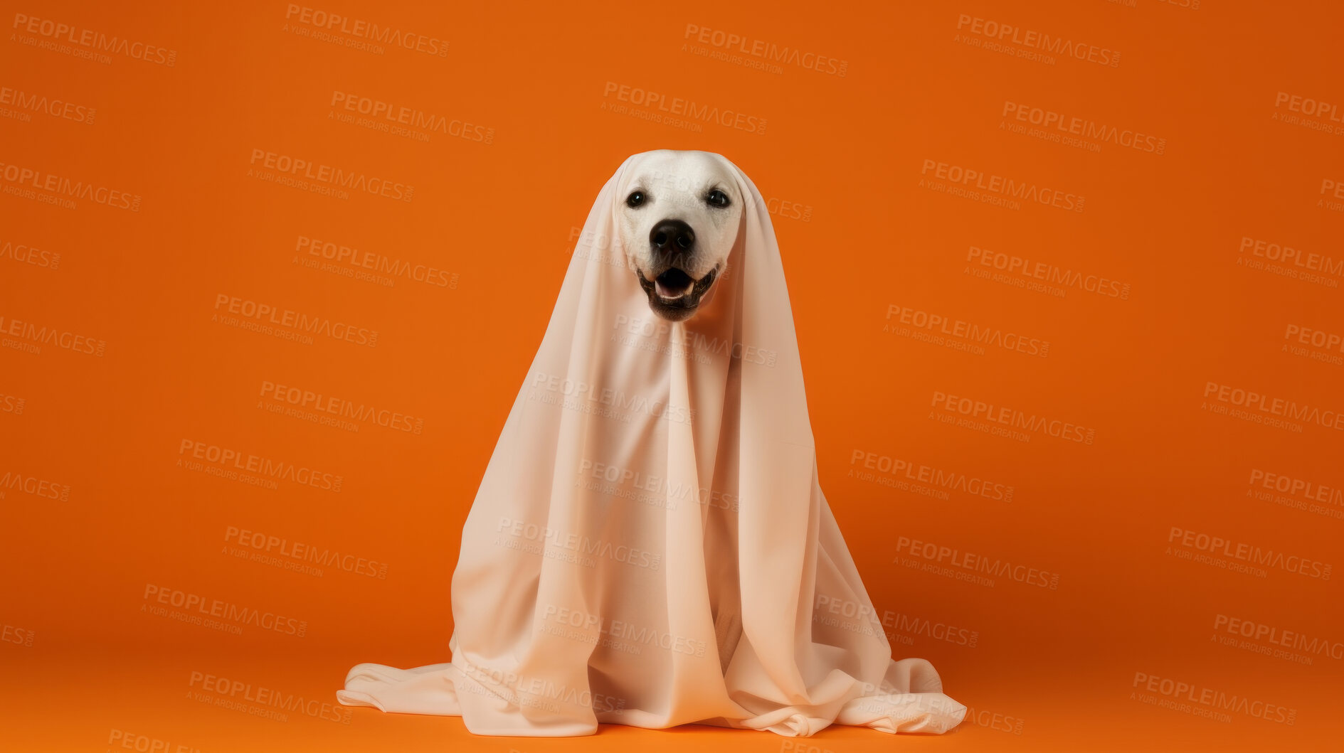 Buy stock photo Dog wearing a ghost costume, carved pumpkins for halloween celebration against orange wall