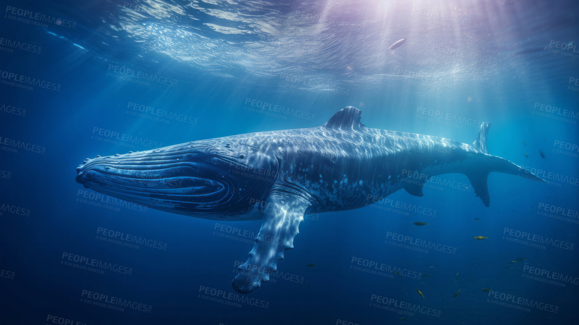 Buy stock photo Underwater shot of whale. Beautiful nature underwater world concept.