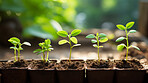 Close-up of a young plants  in a row. Growing phases. Ecology Concept.