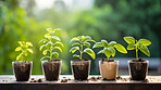 Close-up of a young plants  in a row. Growing phases. Ecology Concept.